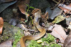 Thamnosophis infrasignatus