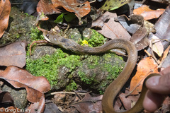 Thamnosophis infrasignatus