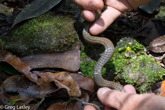 Thamnosophis infrasignatus