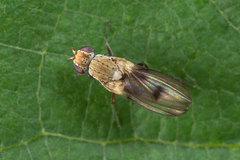 Trixoscelis obscurella