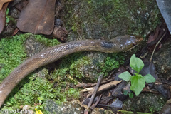 Thamnosophis infrasignatus