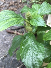 Parietaria officinalis