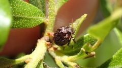 Neochlamisus bebbianae