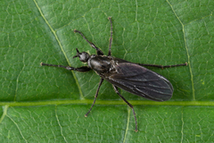 Bibio leucopterus