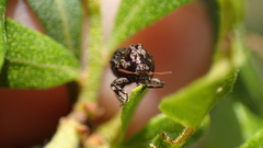 Neochlamisus bebbianae