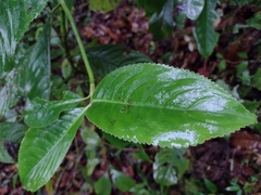 Hedyosmum bonplandianum