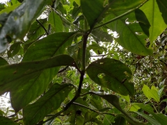 Hedyosmum bonplandianum