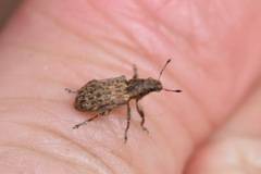 Sitona cylindricollis