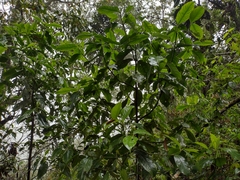 Hedyosmum bonplandianum