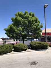 Fraxinus angustifolia oxycarpa
