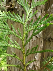 Thuja plicata
