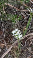 Allium subvillosum