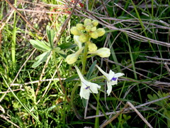 Delphinium pavonaceum