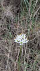 Allium subvillosum