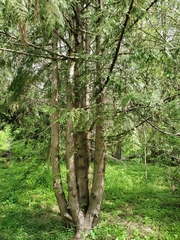 Thuja plicata