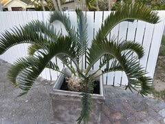 Encephalartos