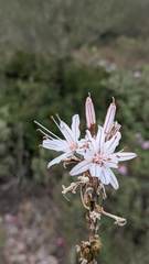 Asphodelus ramosus ramosus