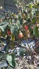 Solanum