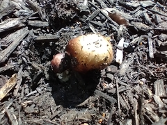 Stropharia rugosoannulata