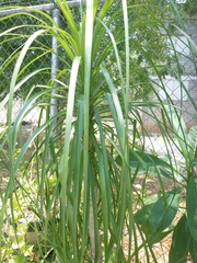 Beaucarnea