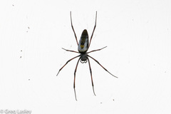 Trichonephila inaurata madagascariensis