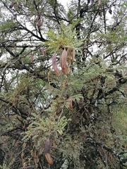 Vachellia robusta robusta