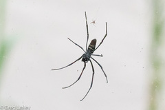 Trichonephila inaurata madagascariensis