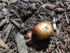 Stropharia rugosoannulata