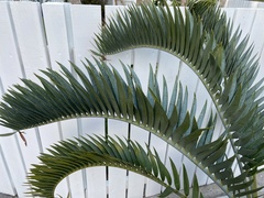 Encephalartos