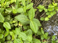 Euonymus fortunei
