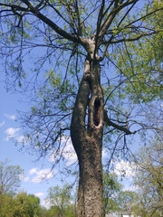 Celtis occidentalis