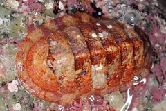 Tripoplax trifida