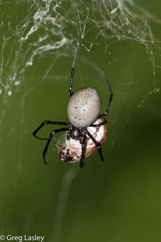 Ten New Spider Species Found in Madagascar