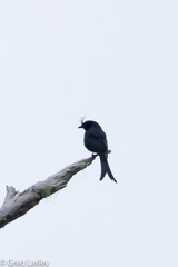 Dicrurus forficatus