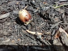 Stropharia rugosoannulata