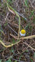 Anthemis arvensis incrassata