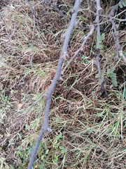 Vachellia robusta robusta
