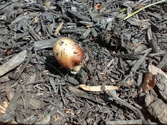 Stropharia rugosoannulata