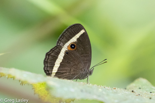 Heteropsis vola