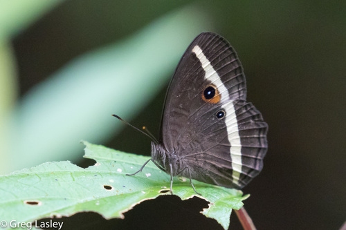 Heteropsis vola
