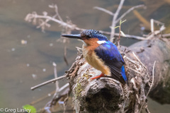 Corythornis vintsioides