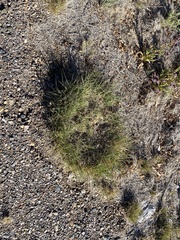 Muhlenbergia torreyi