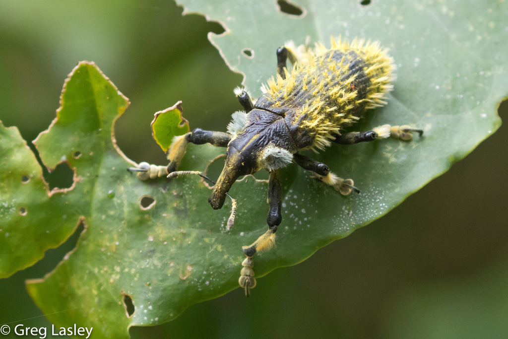 Lixus barbiger