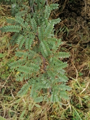 Vachellia robusta robusta