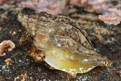 Scabrotrophon stuarti