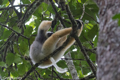 Propithecus diadema