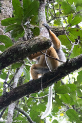 Propithecus diadema