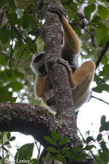 Propithecus diadema