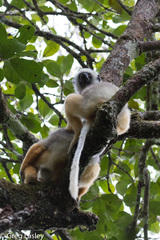 Propithecus diadema