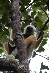 Propithecus diadema